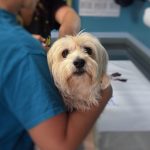 Koira eläinlääkärin hoidossa