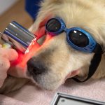 Hammashoito laserilla koiralle